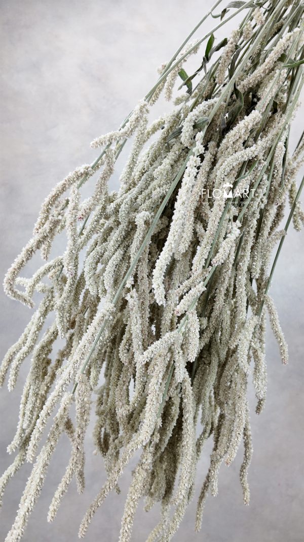 Amaranthus Yearming Desert