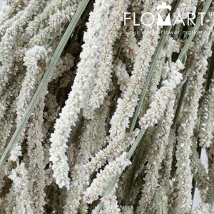 Amaranthus Yearming Desert