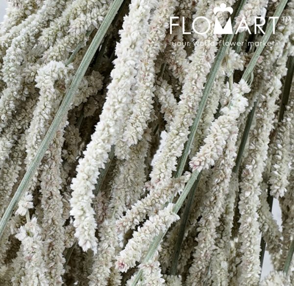 Amaranthus Yearming Desert