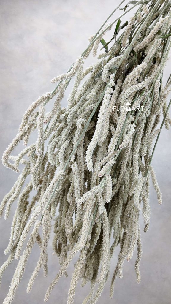 Amaranthus Yearming Desert