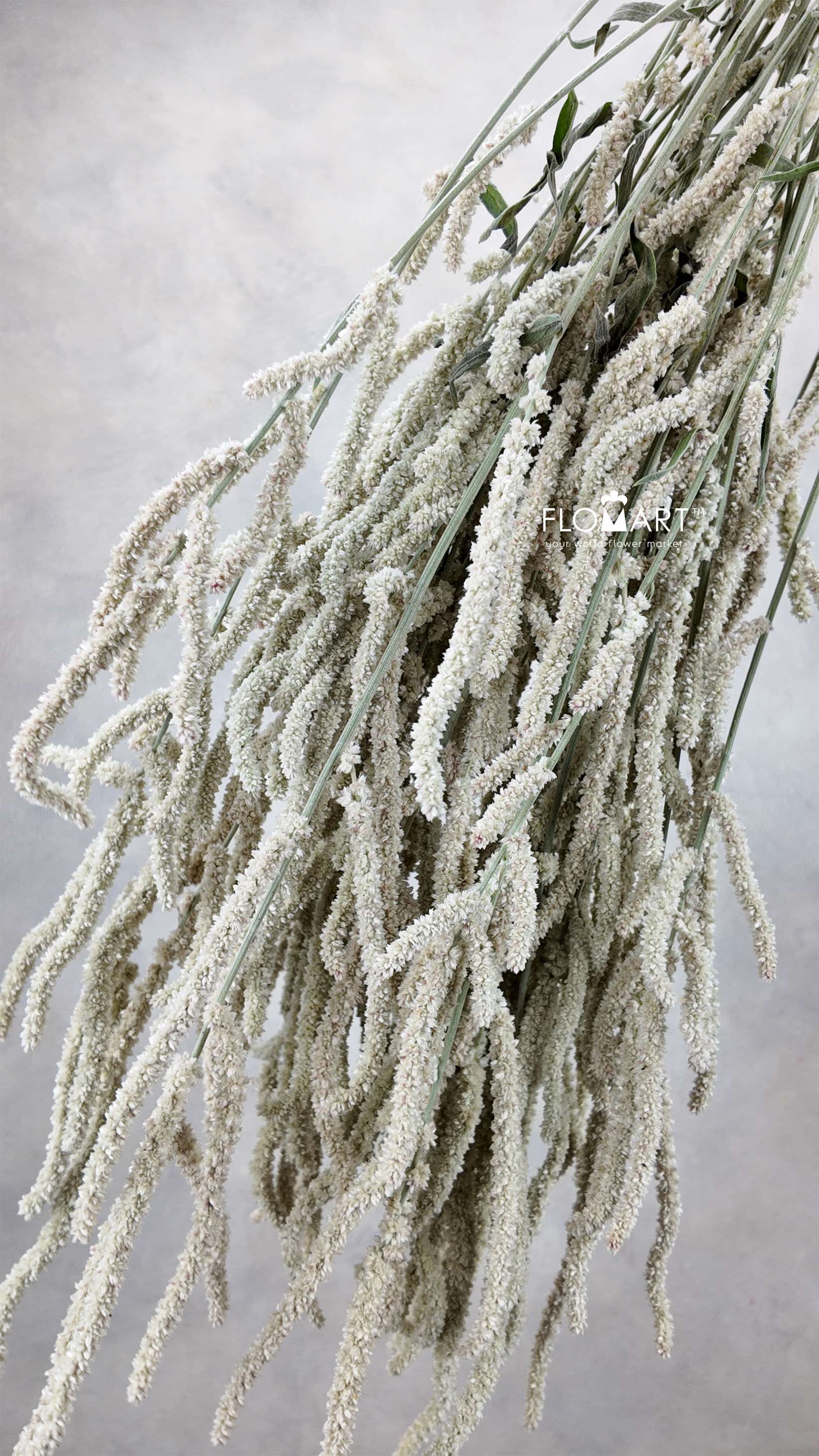Amaranthus Yearming Desert - Image 1