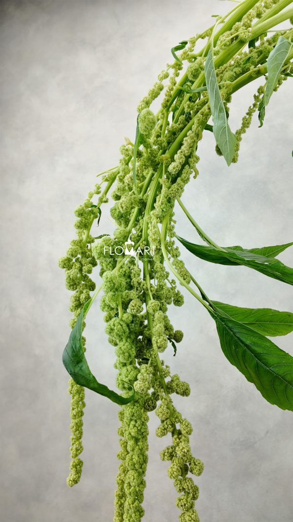 Amarantus Cycloop Green Amarantus Cycloop Green