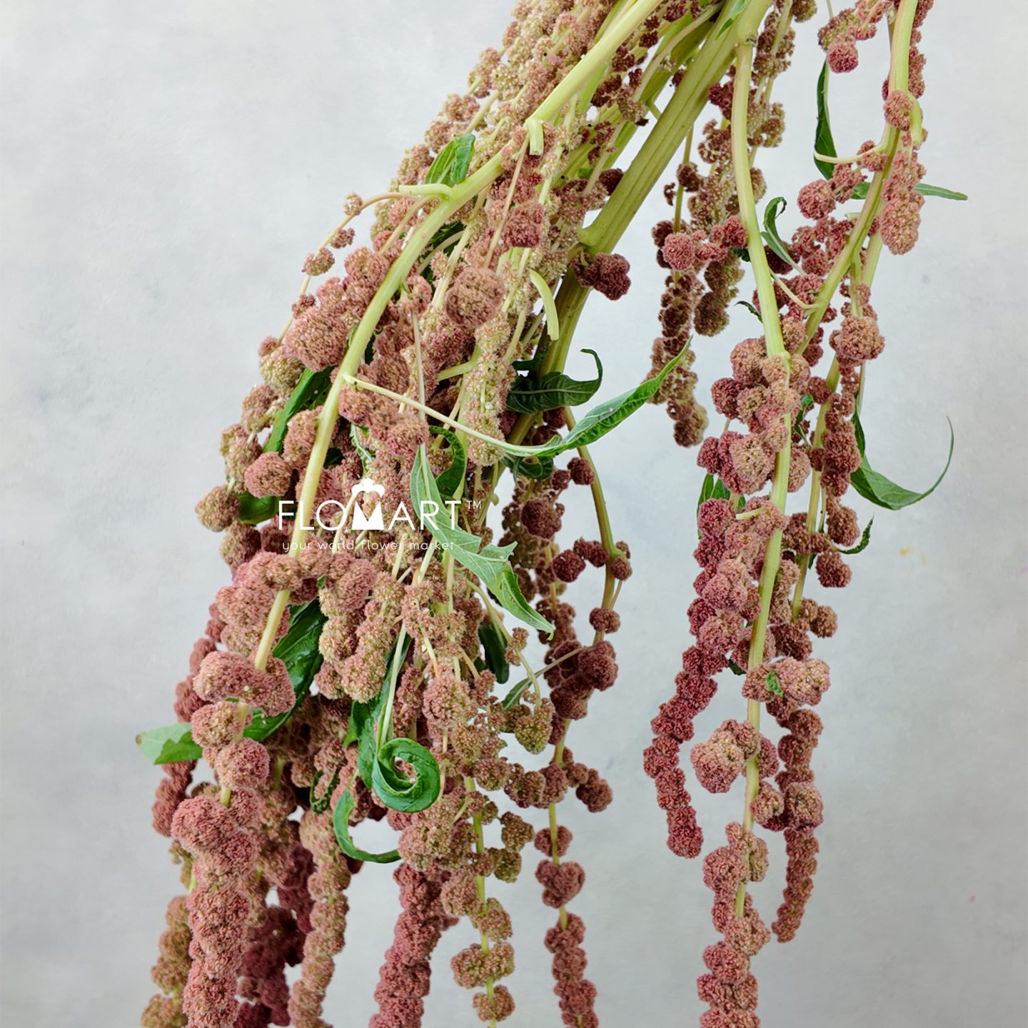 Amarnthus Cycloop Coral