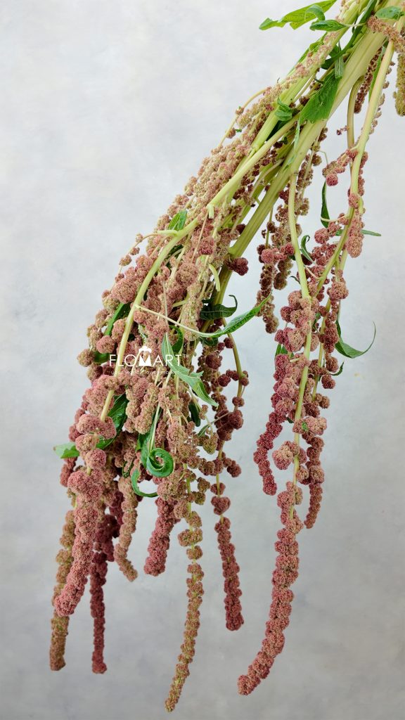Amarnthus Cycloop Coral