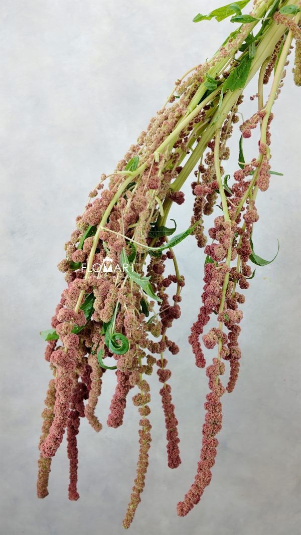 Amarnthus Cycloop Coral