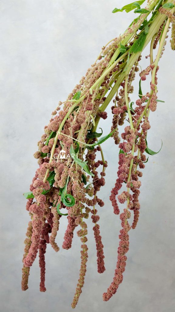 Amaranthus Cycloop Coral