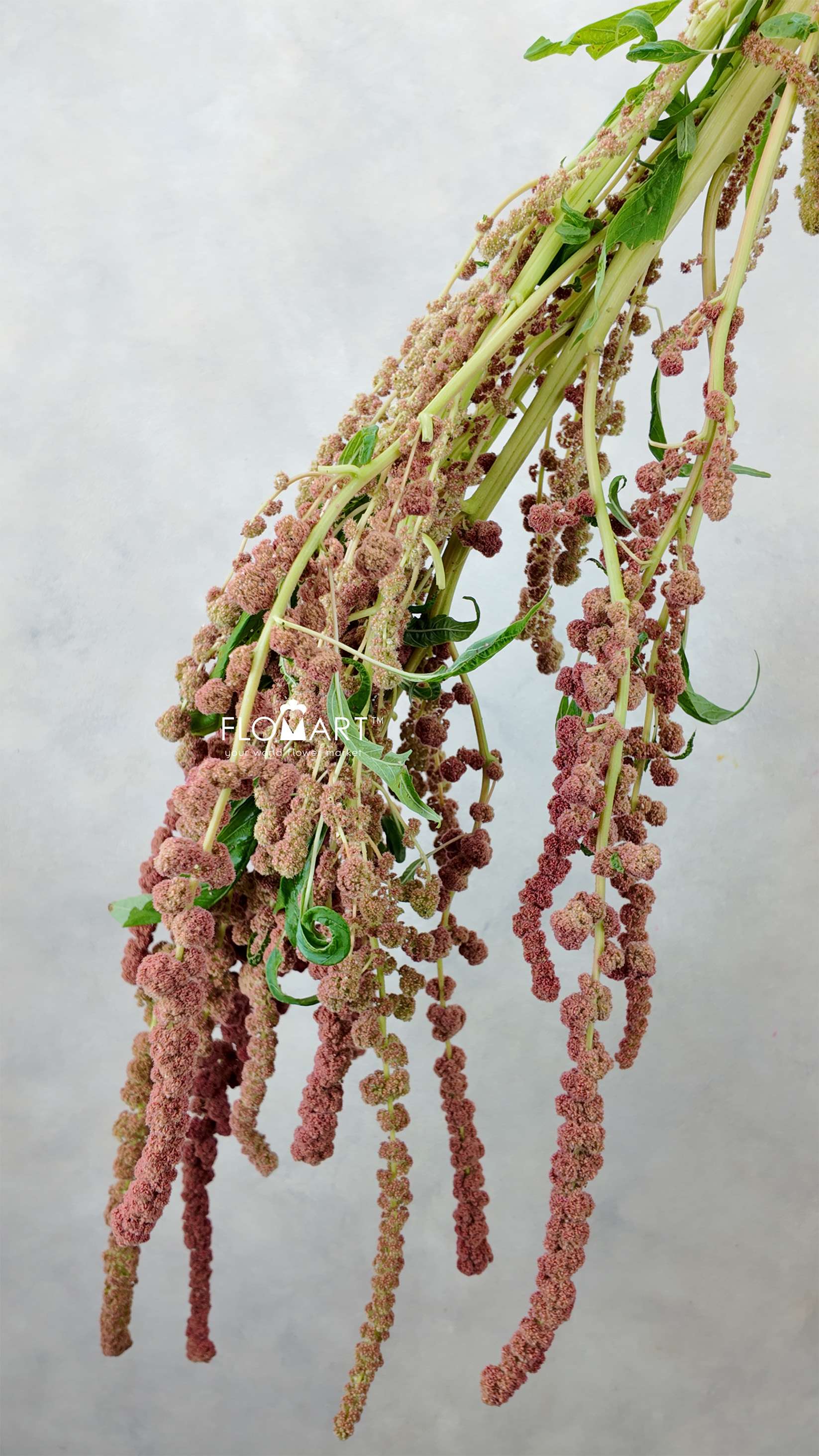 Amaranthus Cycloop Coral - Image 1