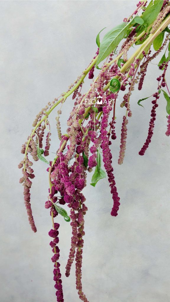 Amaranthus Cycloop Red