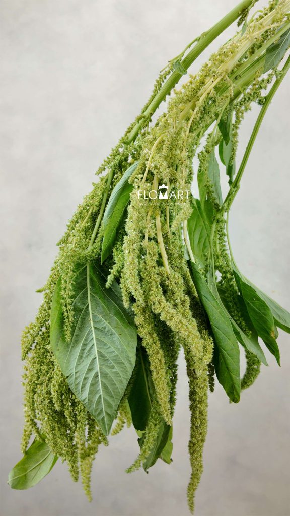Amaranthus Oppo Peo Green