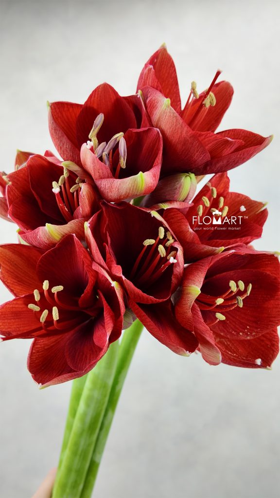 Amaryllis Ferrari