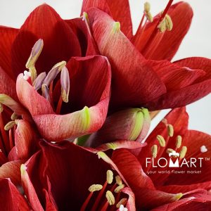 Amaryllis Ferrari