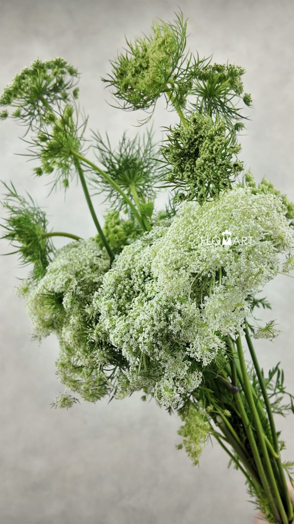 Ammimajus Vis Casablanca