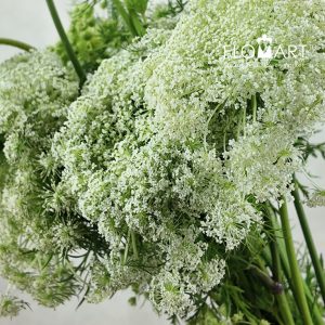 Ammimajus Vis Casablanca