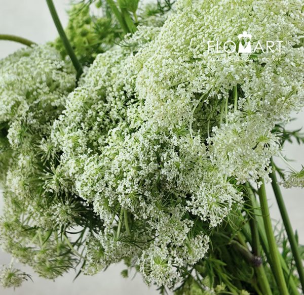 Ammimajus Vis Casablanca