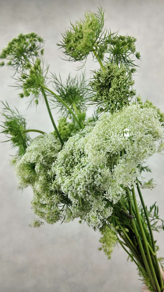 Ammimajus Vis Casablanca