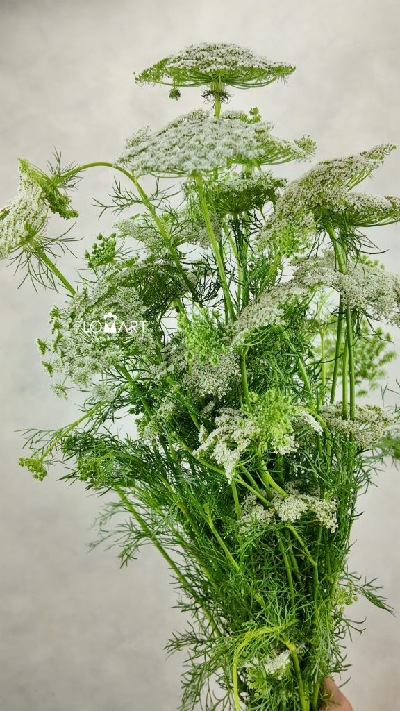 Ammimajus Visnaga