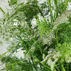 Ammimajus Visnaga