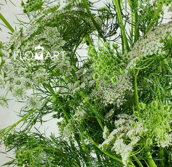 Ammimajus Visnaga