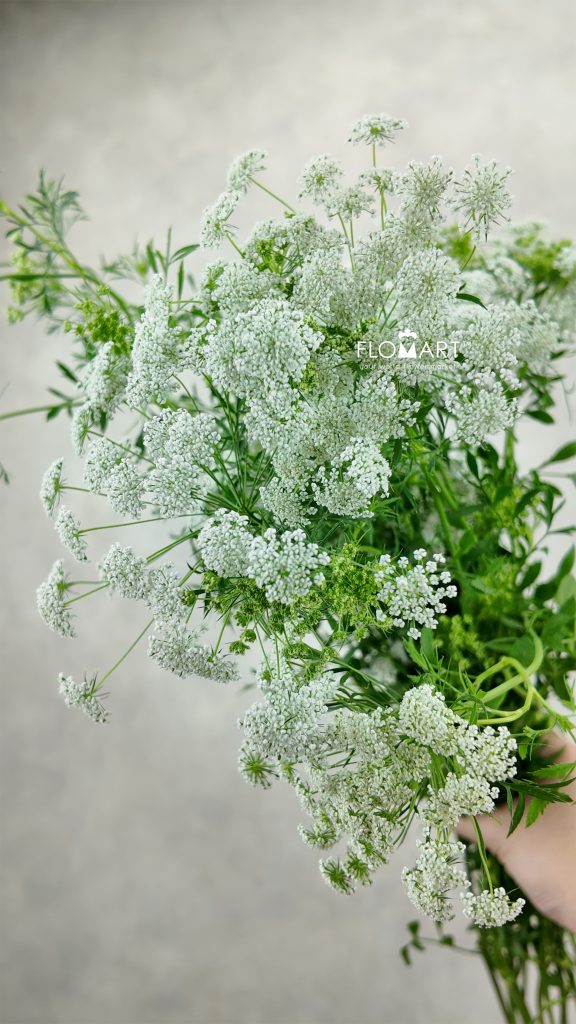Ammimajus White Afrika