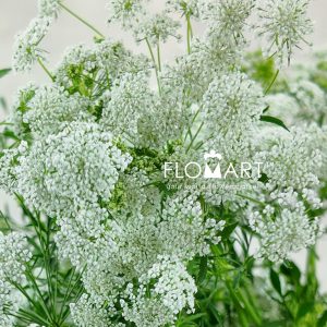 Ammimajus White Afrika