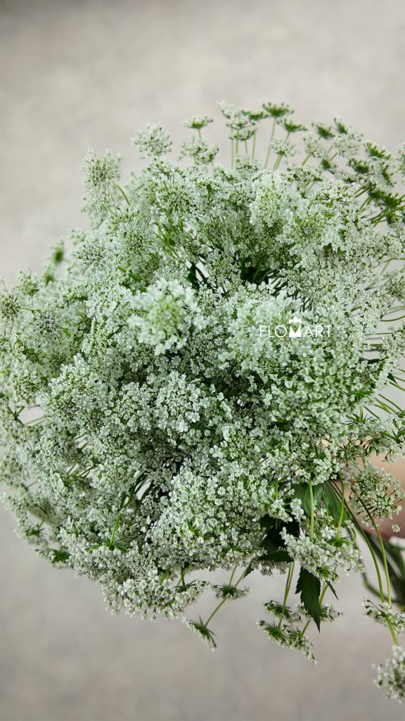 Ammimajus White Lace