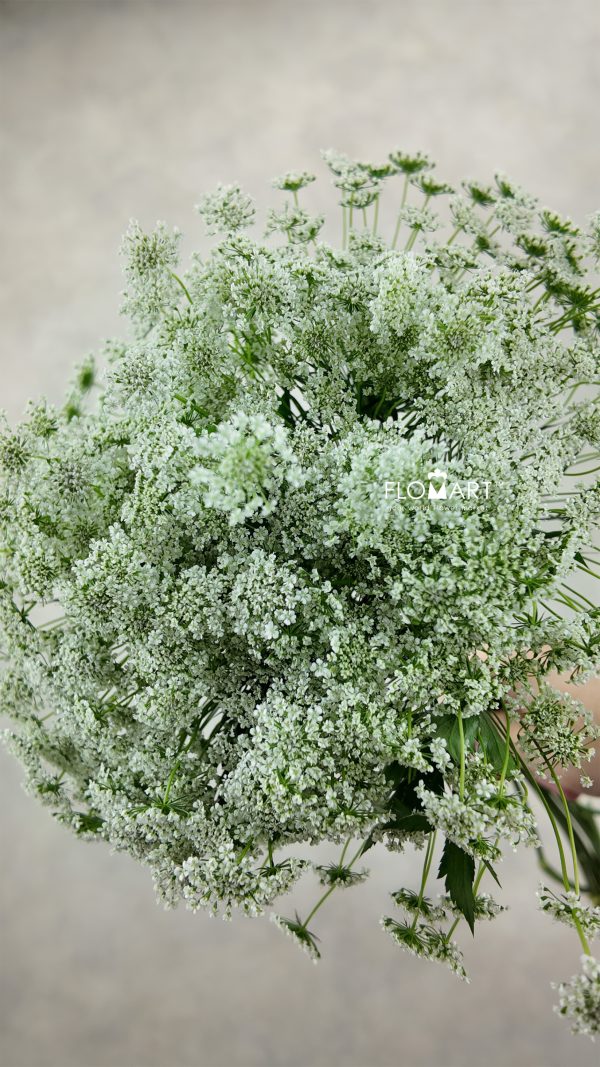Ammimajus White Lace Ammimajus White Lace