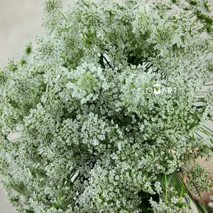 Ammimajus White Lace