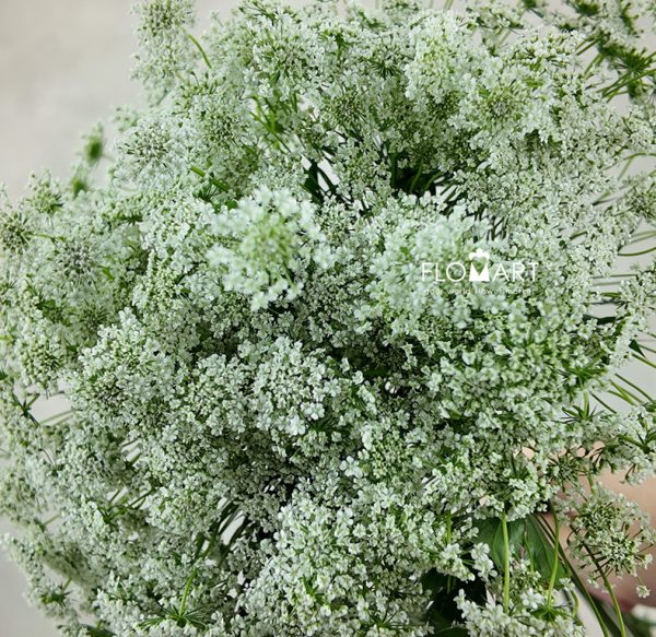 Ammimajus White Lace