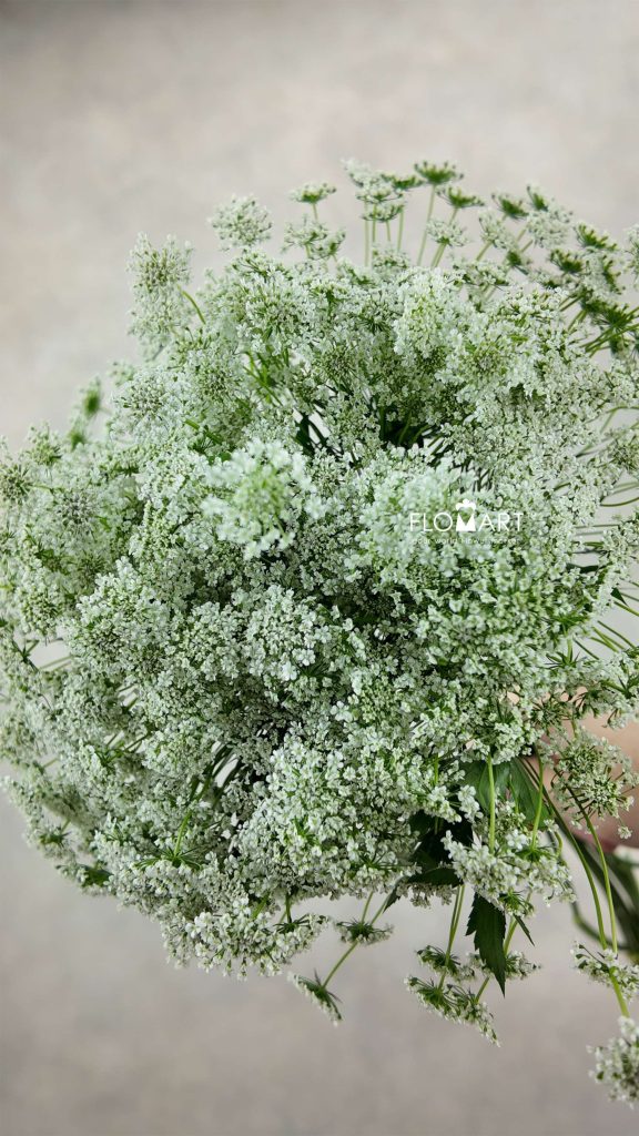 Ammimajus White Lace