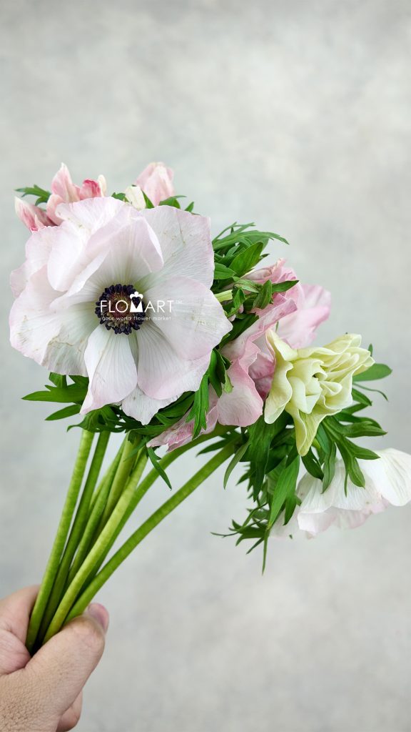 Anemone MP Hanoi