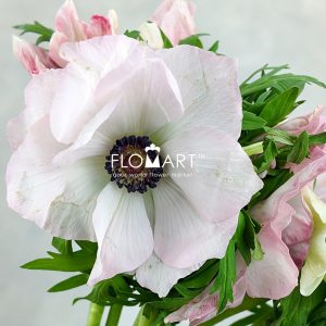 Anemone MP Hanoi