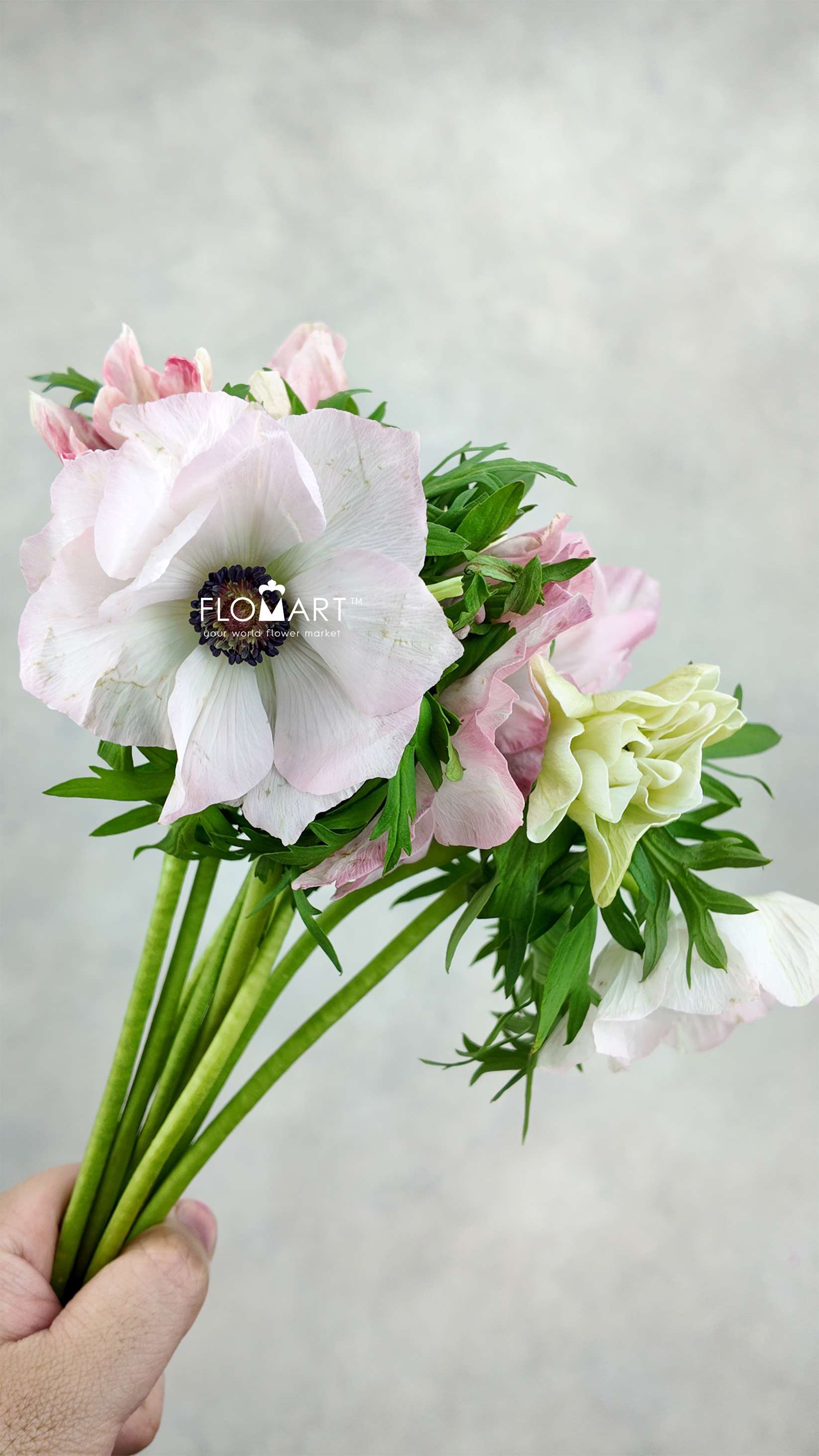 Anemone MP Hanoi - Image 1
