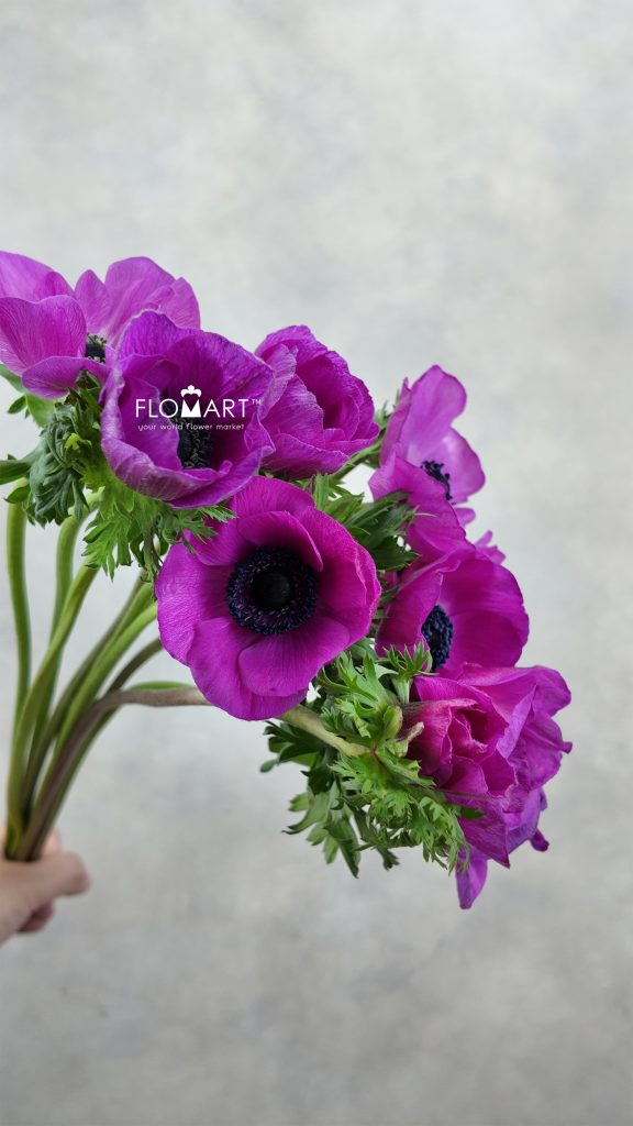 Anemone MP Hot Pink