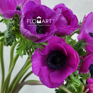 Anemone MP Hot Pink
