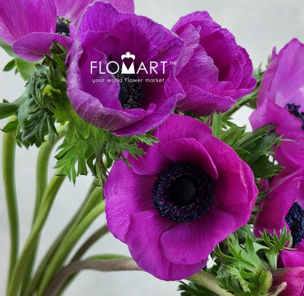 Anemone MP Hot Pink