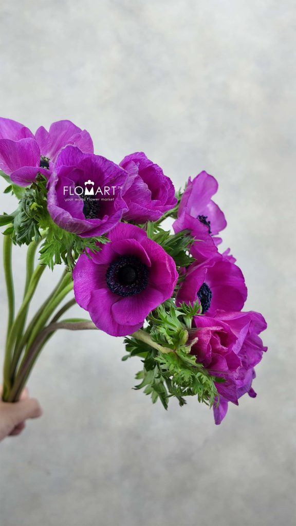 Anemone MP Hot Pink