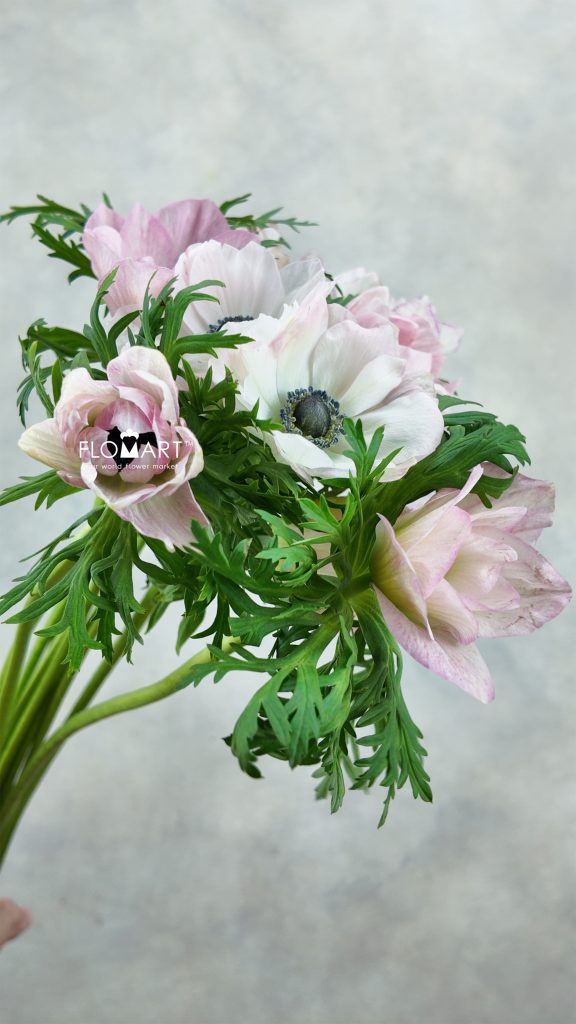 Anemone MP Rosa Chiaro