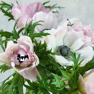 Anemone MP Rosa Chiaro