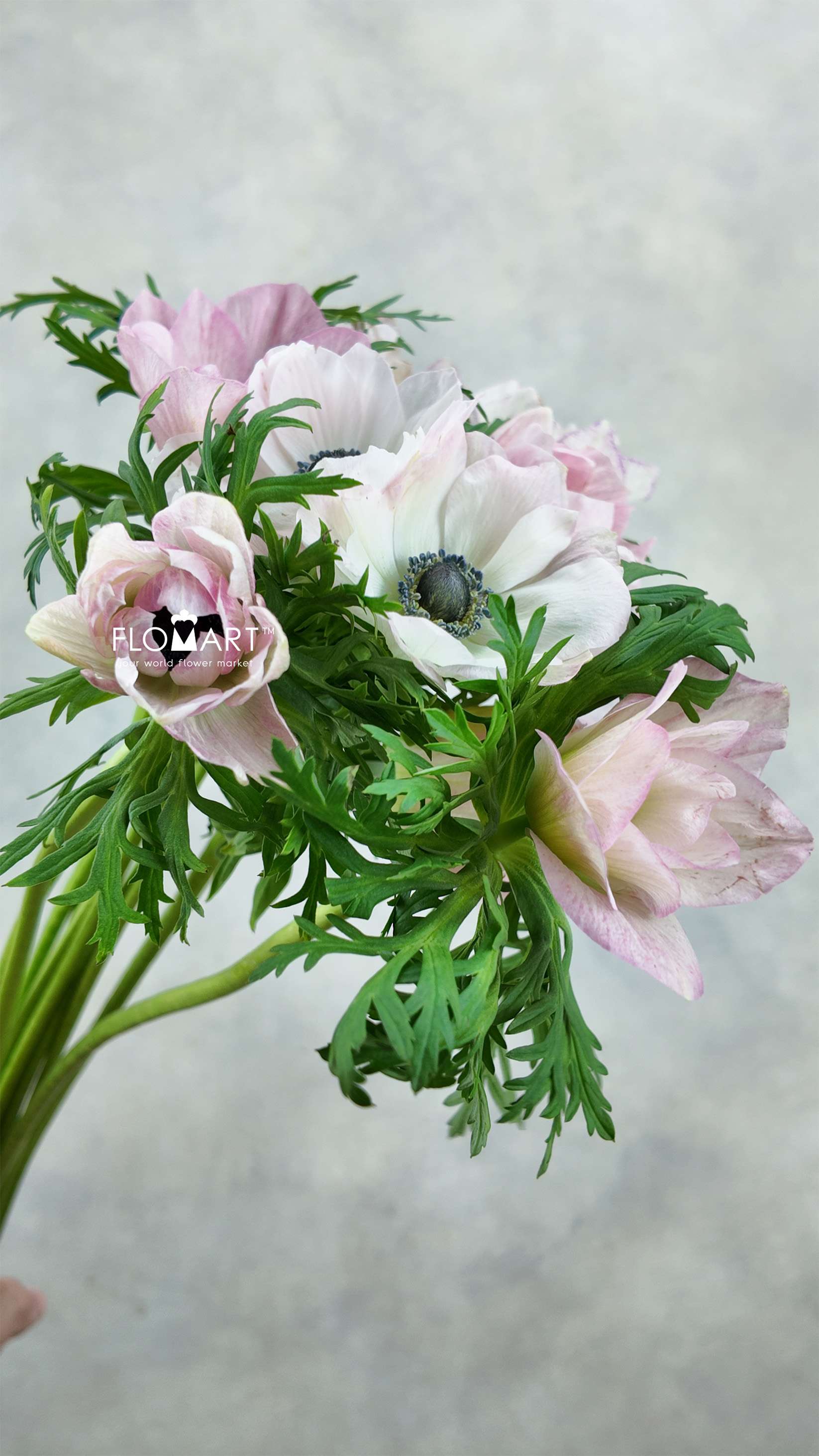 Anemone MP Rosa Chiaro - Image 1