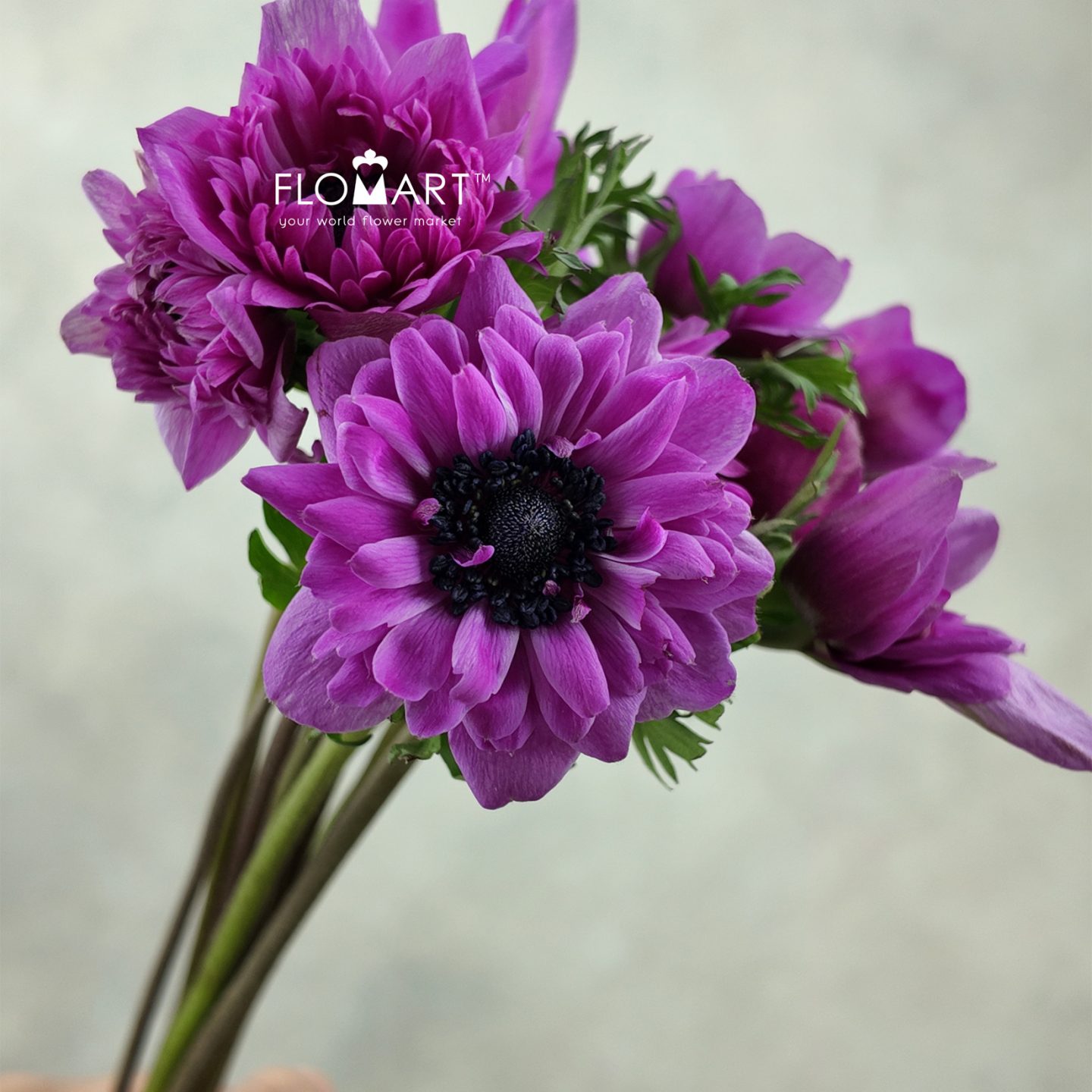Anemone Marianne Orchid