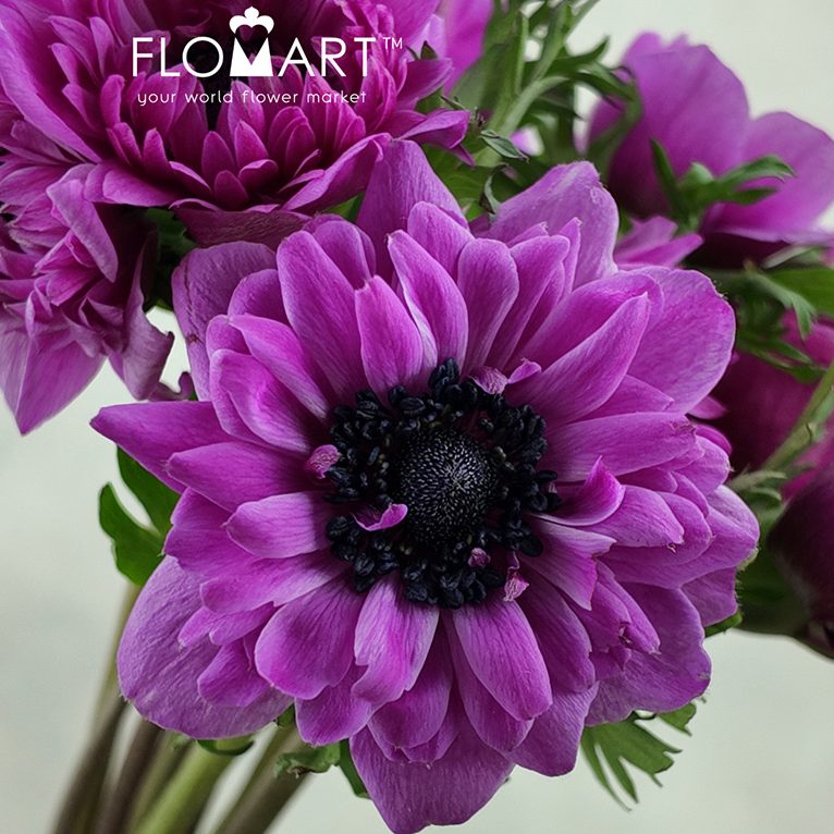 Anemone Marianne Orchid