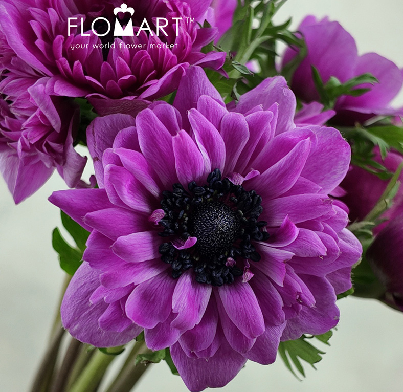 Anemone Marianne Orchid