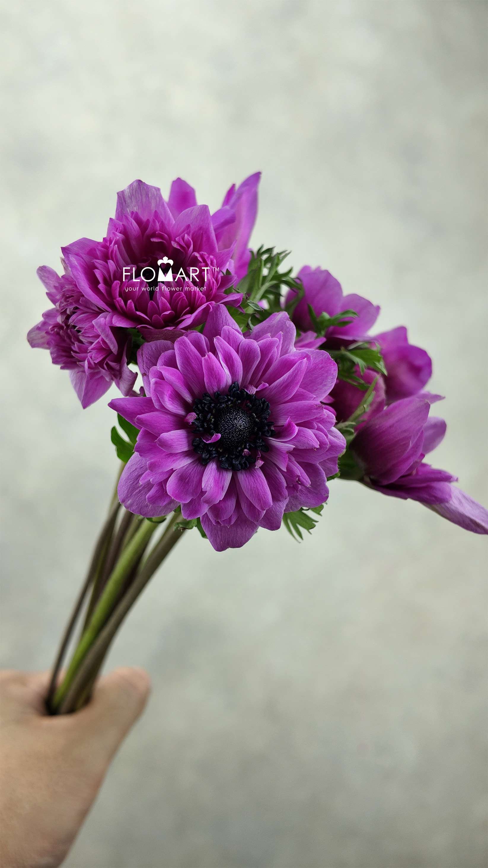 Anemone Marianne Orchid - Image 1