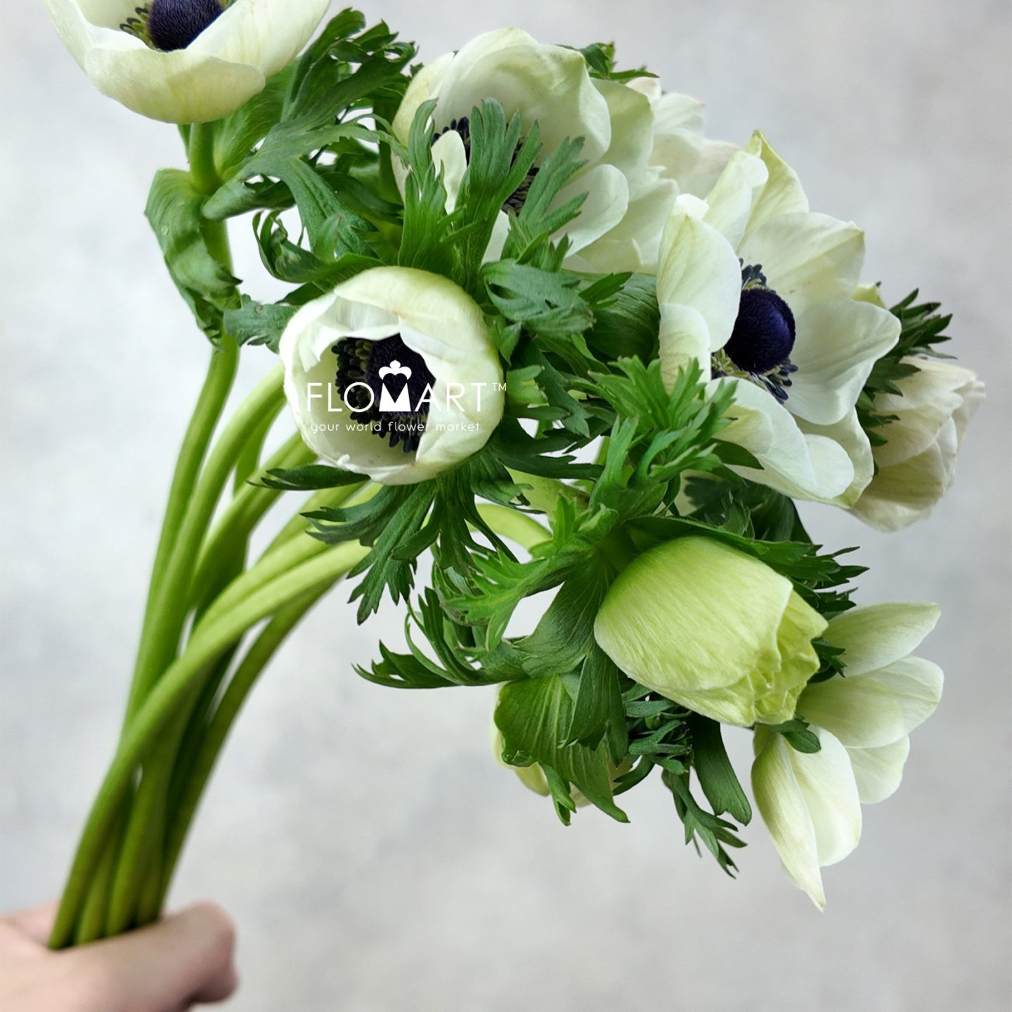 Anemone Marianne Panda