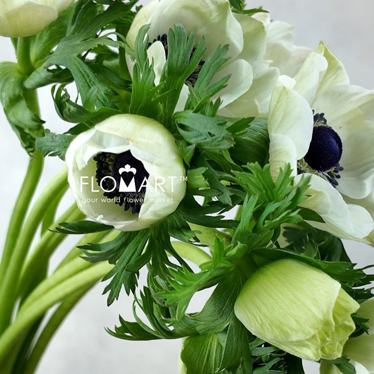 Anemone Marianne Panda