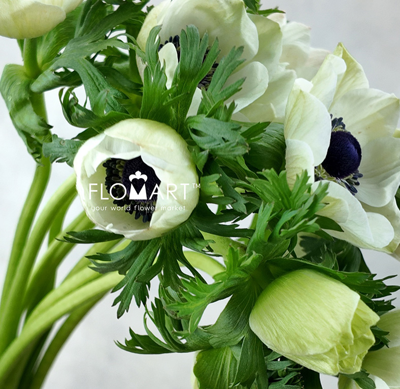 Anemone Marianne Panda