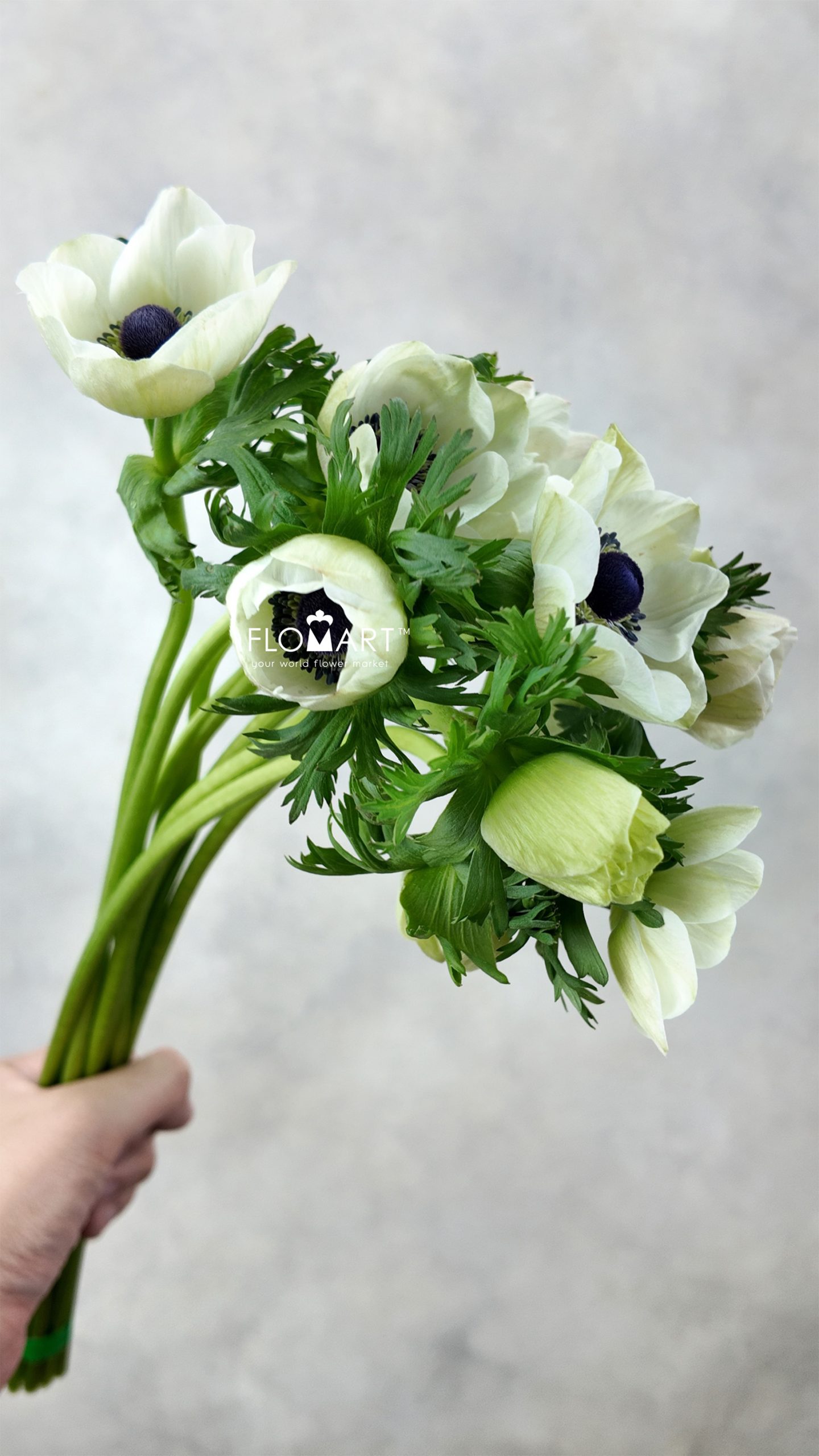 Anemone Marianne Panda