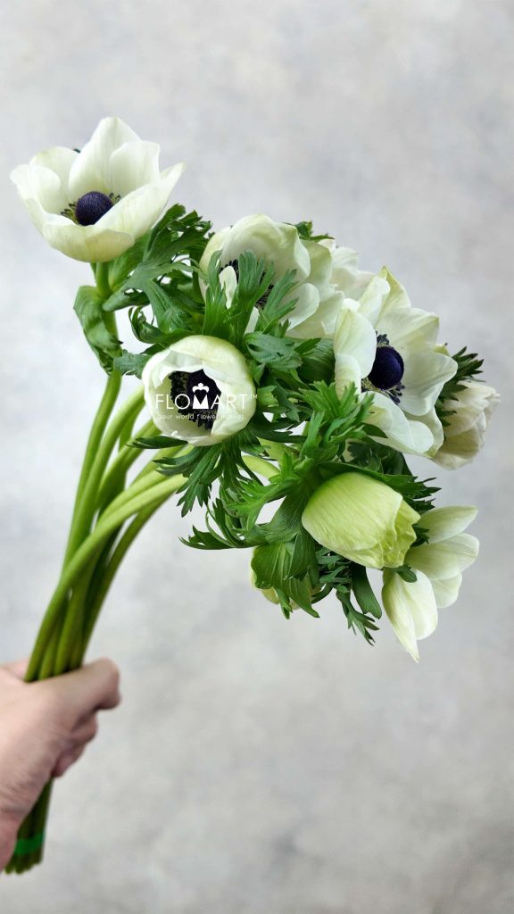 Anemone Marianne Panda
