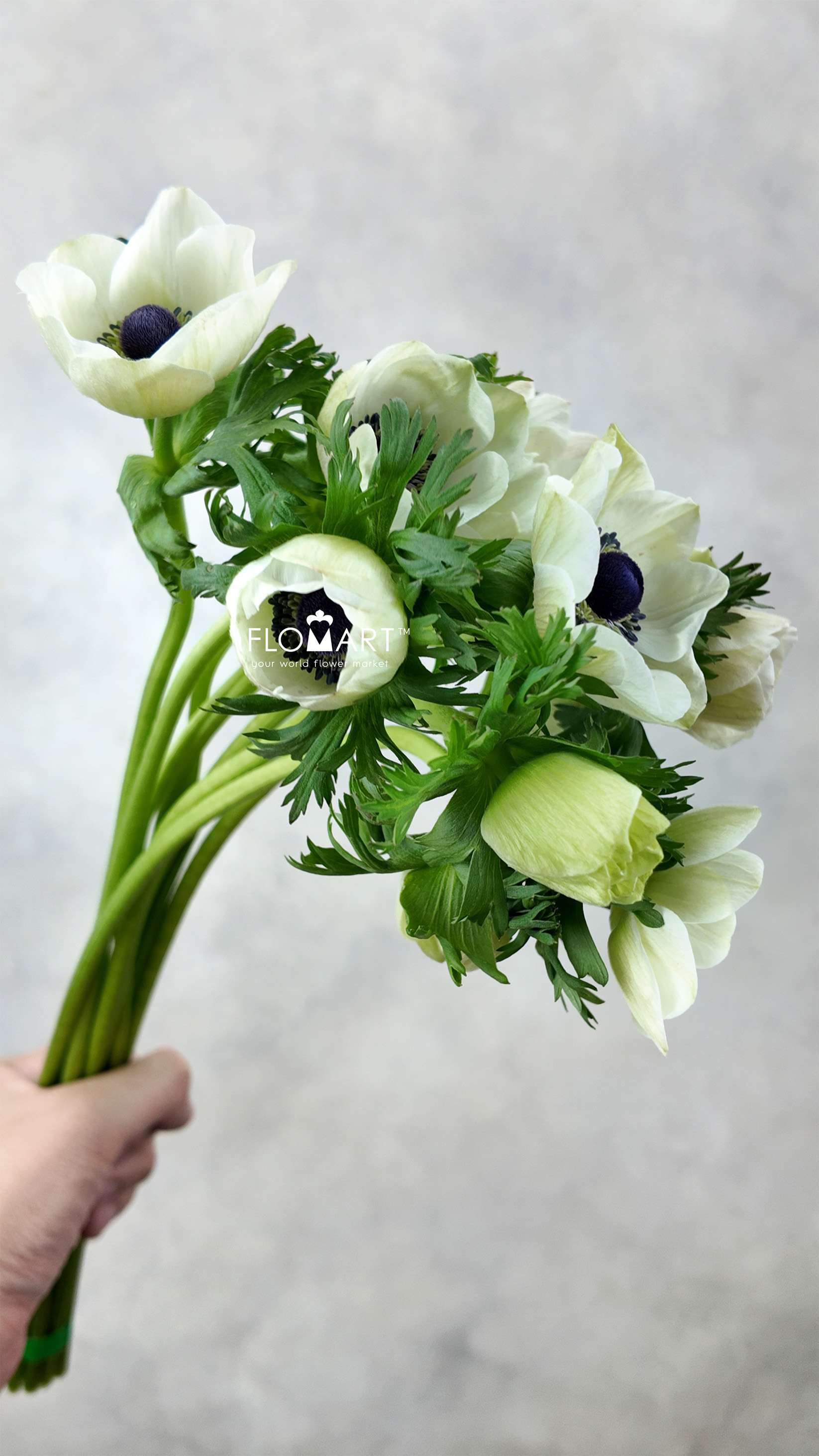 Anemone Marianne Panda - Image 1