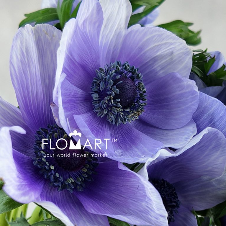 Anemone Mistral Plus Bicolor Viola